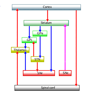 Basal ganglia regulating motion